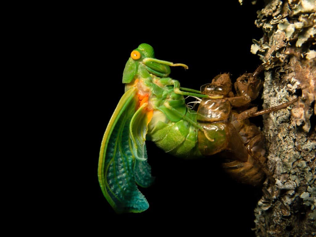 Molting Cicada.