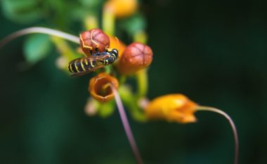 How Does Wasp Spray Work