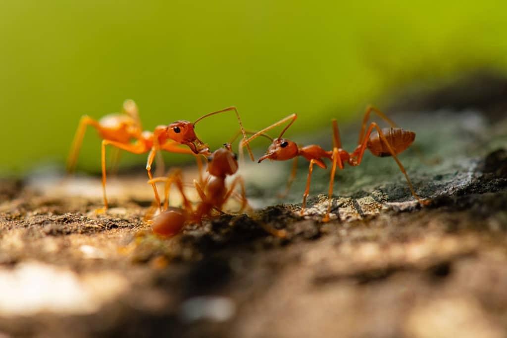 Fire ants.