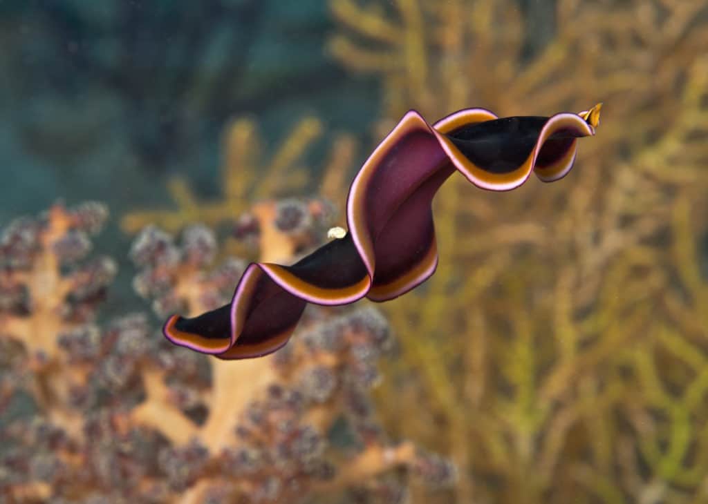 Flatworm swimming.