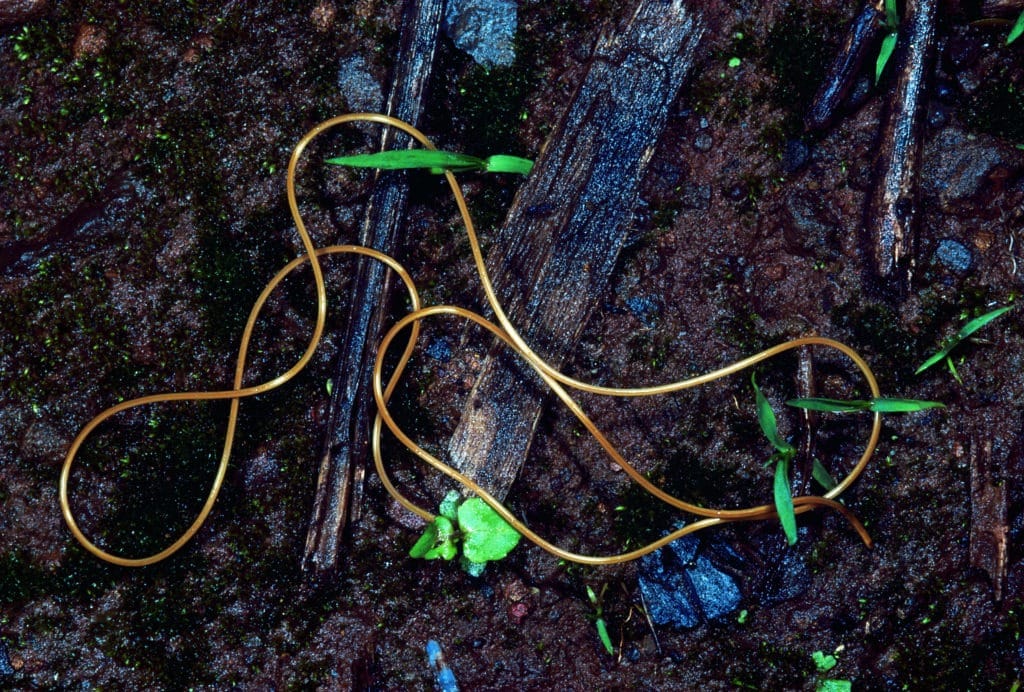 Phylum Nematomorpha. Horsehair worm. Gordian worms, Rarely available. Rajgad fort, Maharashtra, India.