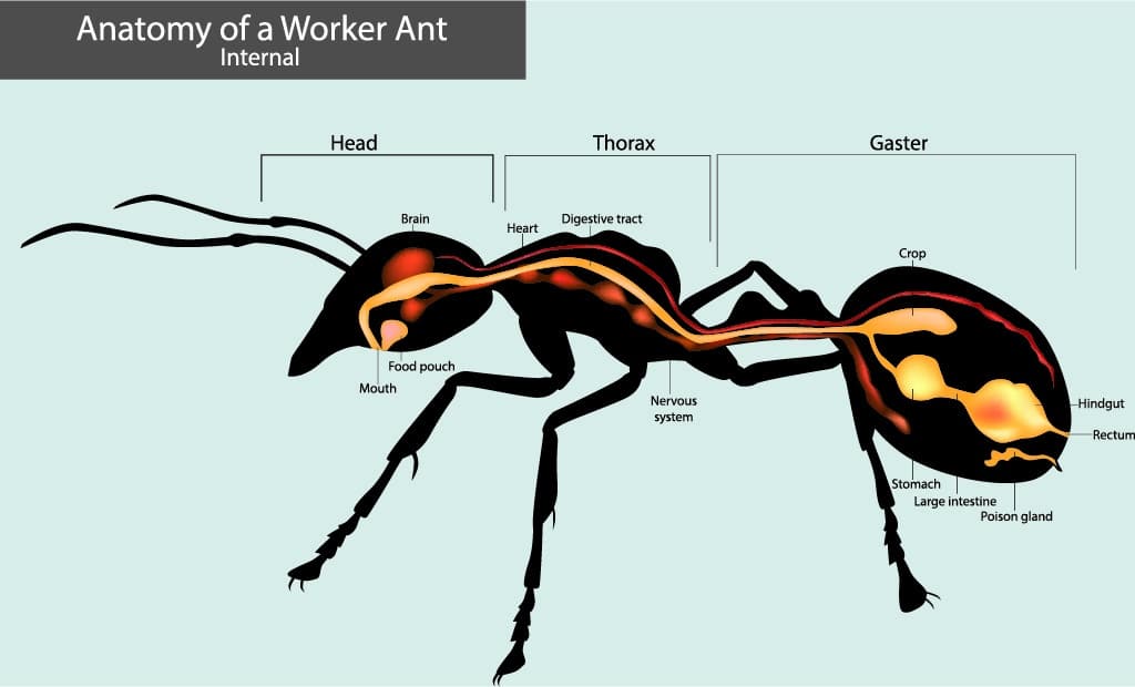 Anatomy of a worker ant.