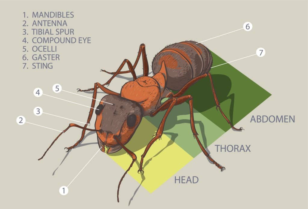 Insects anatomy.