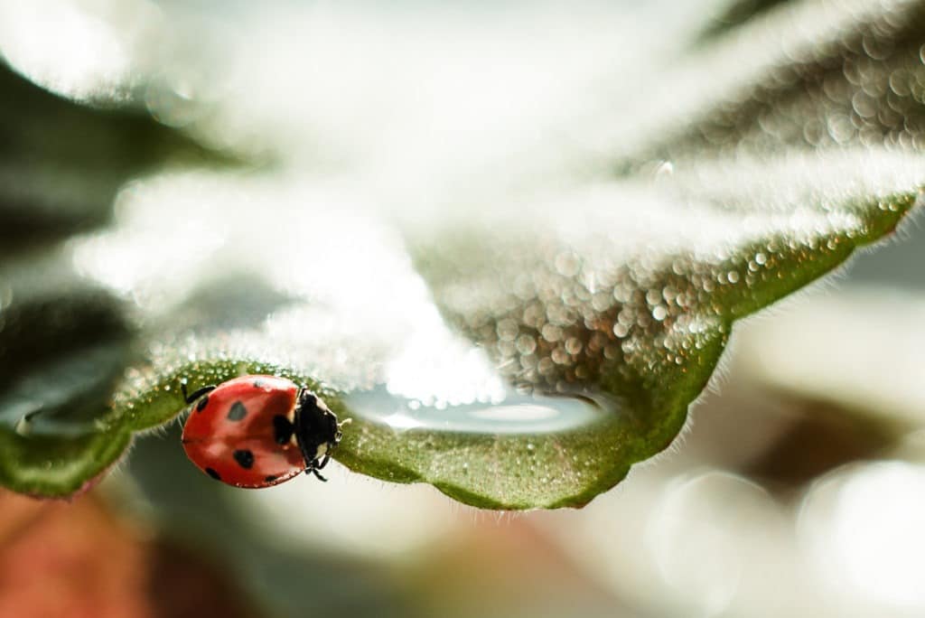 Ladybug on a green leaf, macro photography, close-up plan, plant geranium and insect