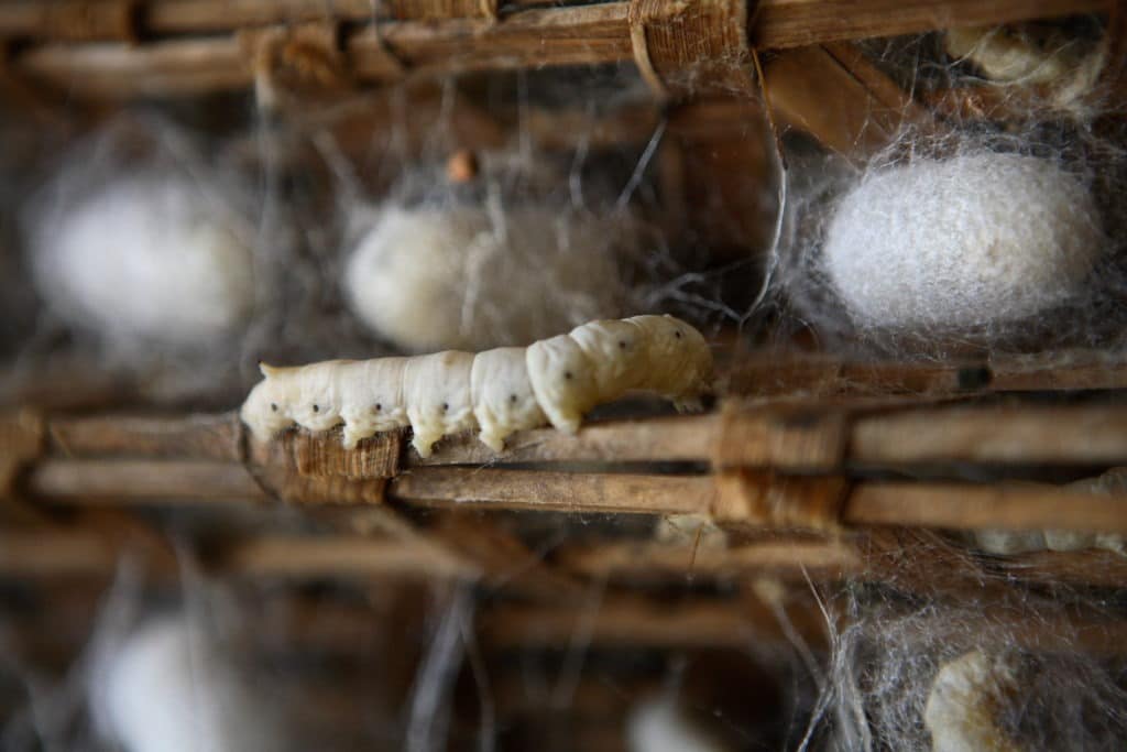 Silkworm farm with cocoons.