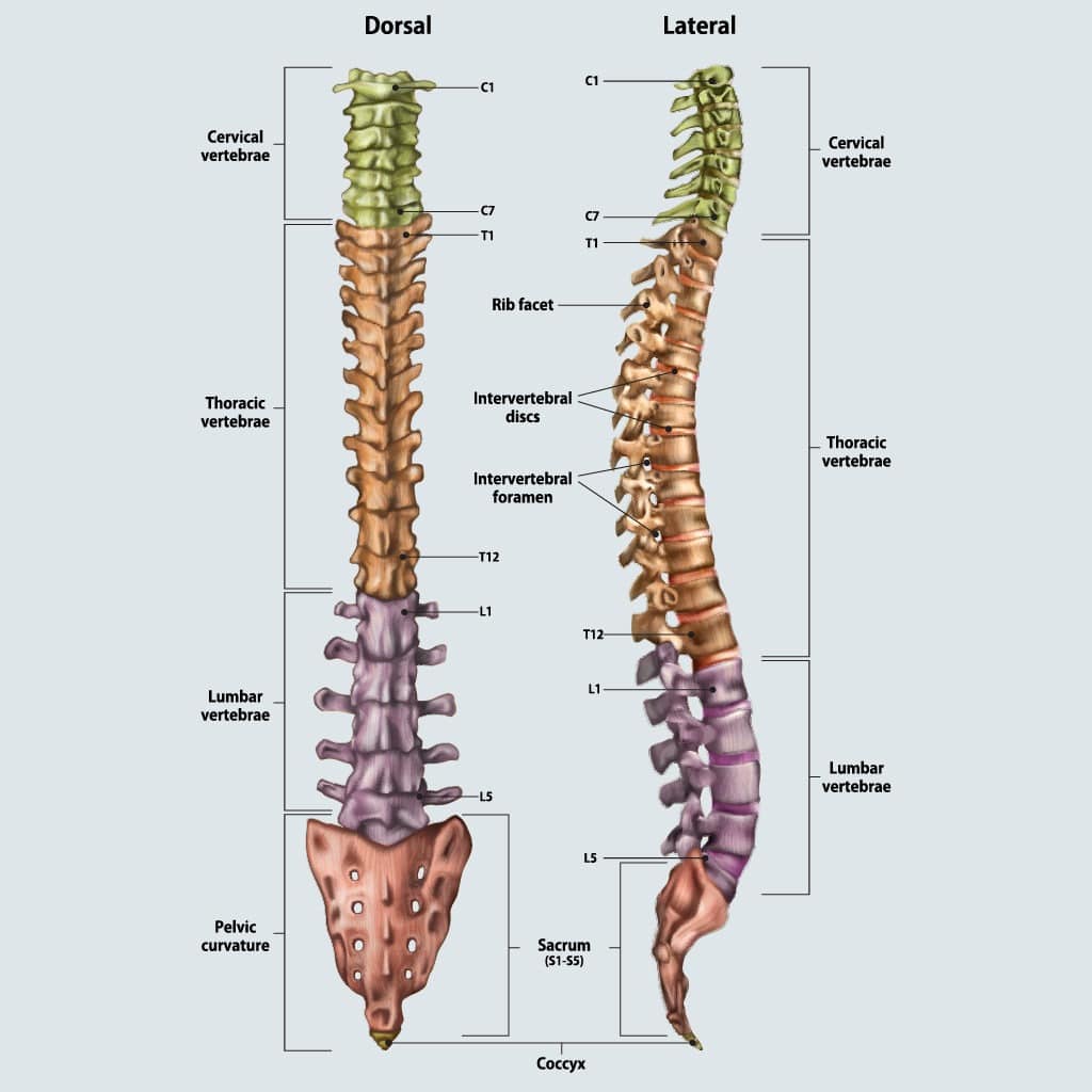 Spine anatomy.