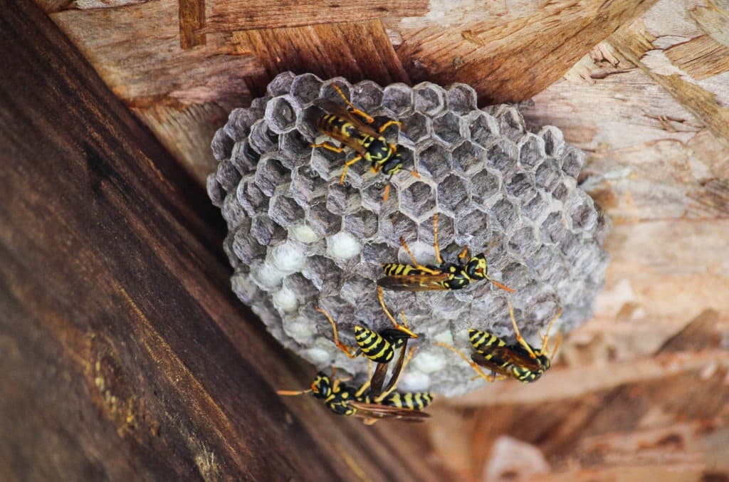 Wasps nest.