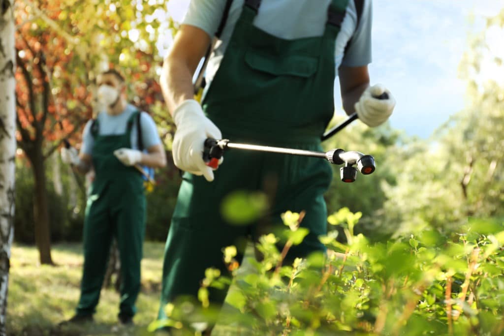 Workers spraying pesticide onto green bush outdoors, closeup.