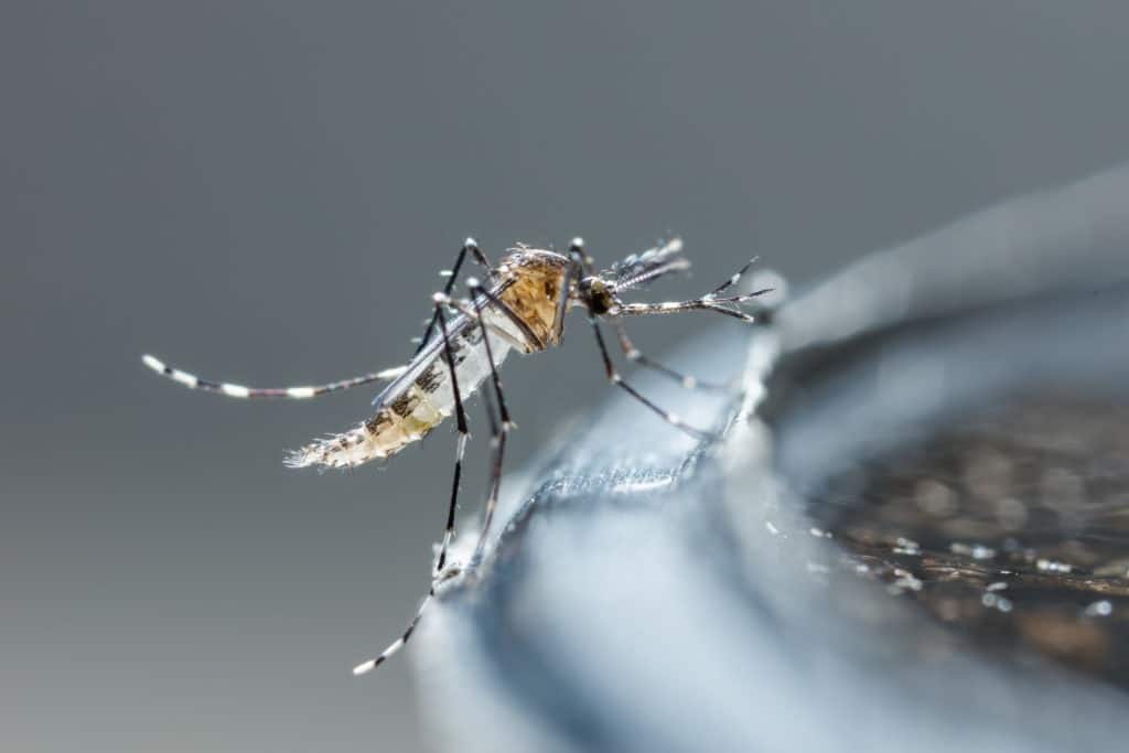 Newborn aedes albopictus mosquito.