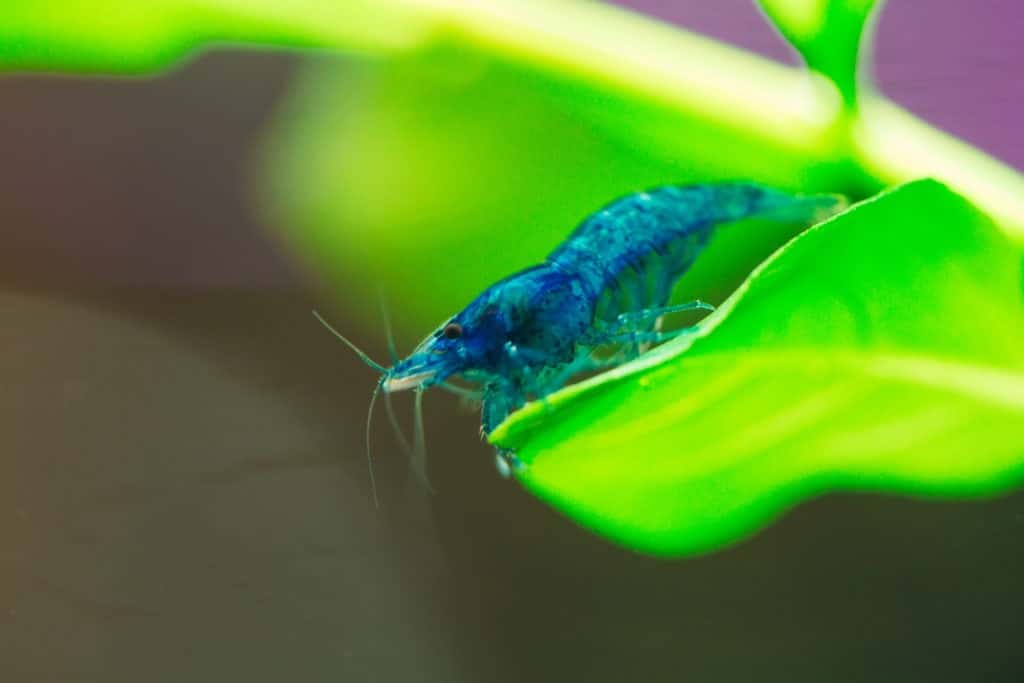 Blue dream neocardina shrimp.