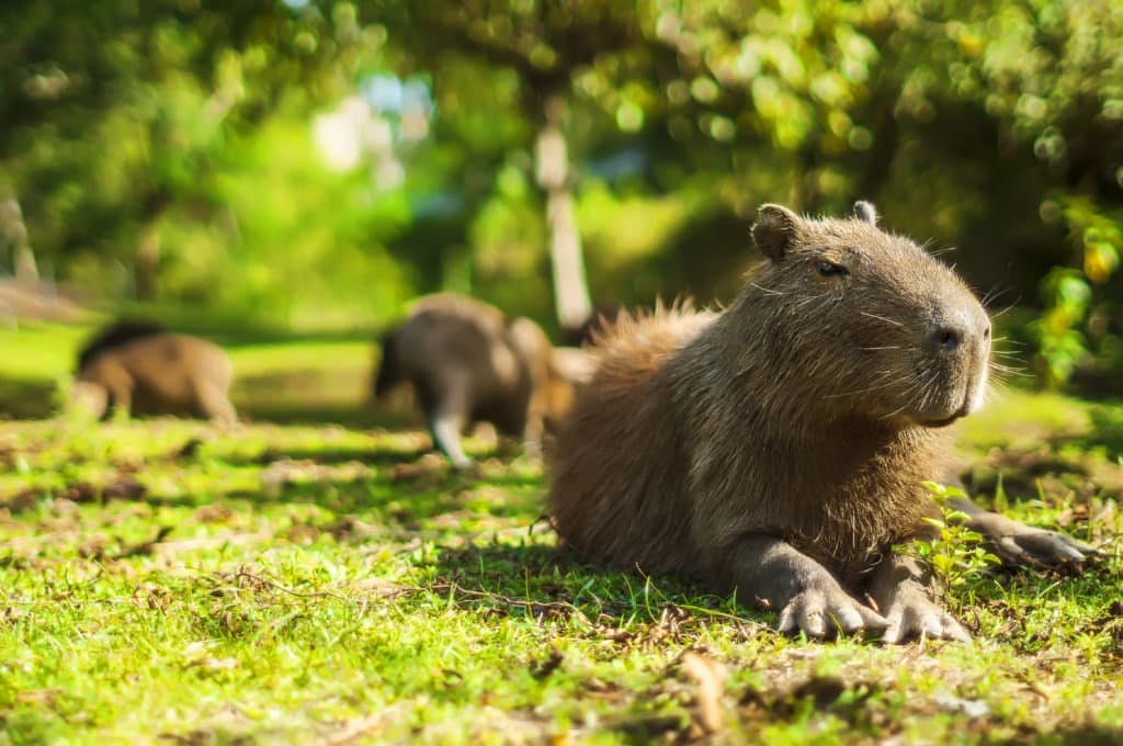 Capybara relaxed (Hydrochoerus hydrochaeris).
