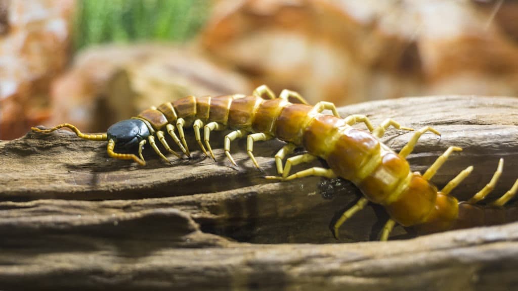 Macro centipede crawling out of a log.