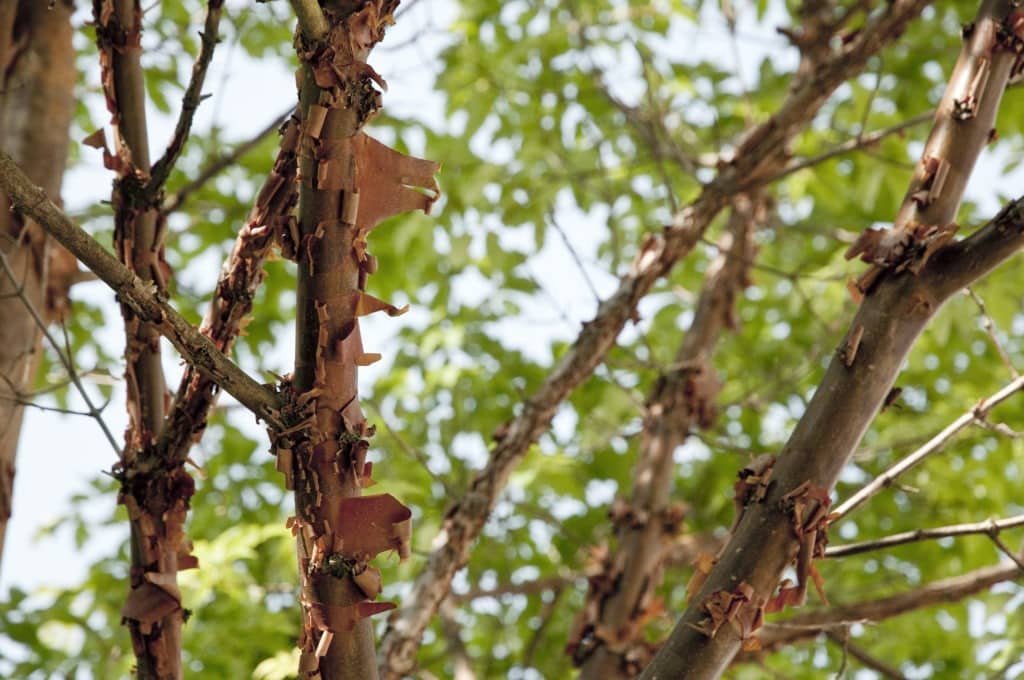 A cinnamon tree.