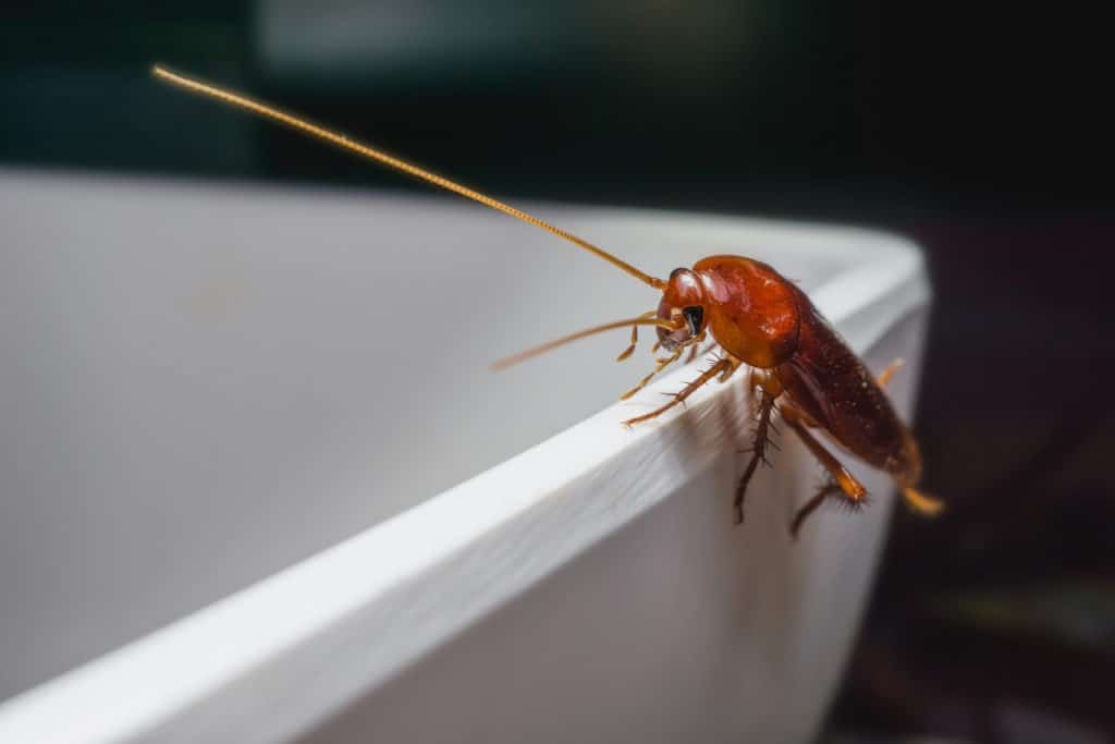 Macro cockroach on a white bowl.