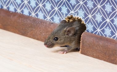 Do Rats and Mice Eat or Deter Spiders?