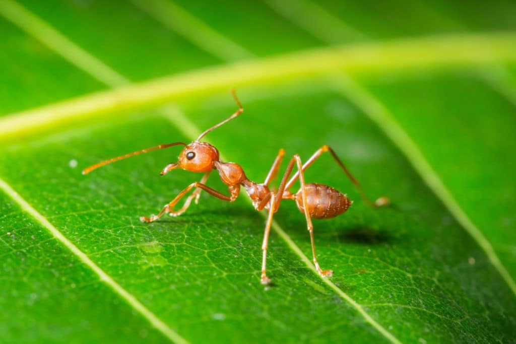 Macro red ant on a leaf.