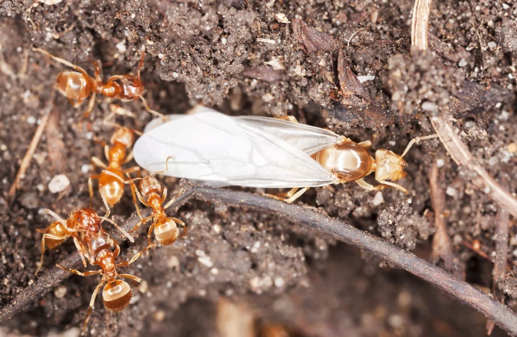 Macro fire ants and ant queen.