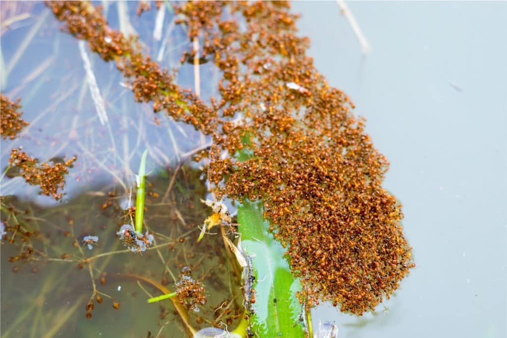 Group of ants floating on the water.