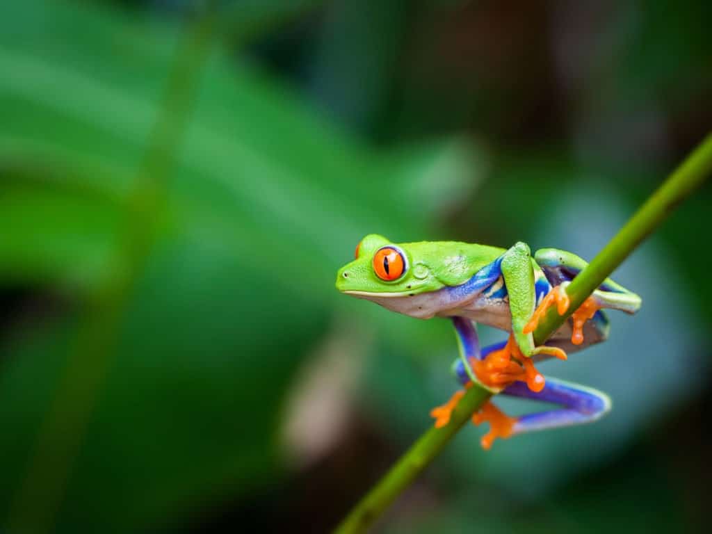 Red eye frog.