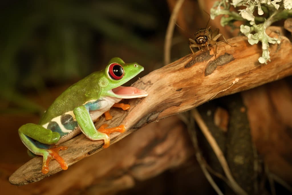 Red-eye frog hunting cricket.