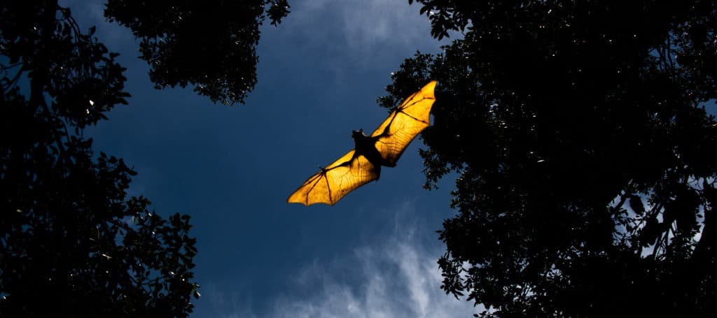 Fruit Bat