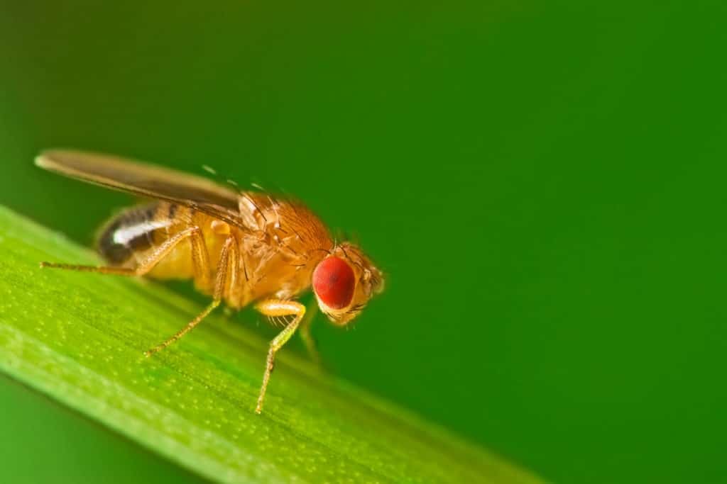 Male fruit fly (Drosophila Melanogaster) on a blade of grass.