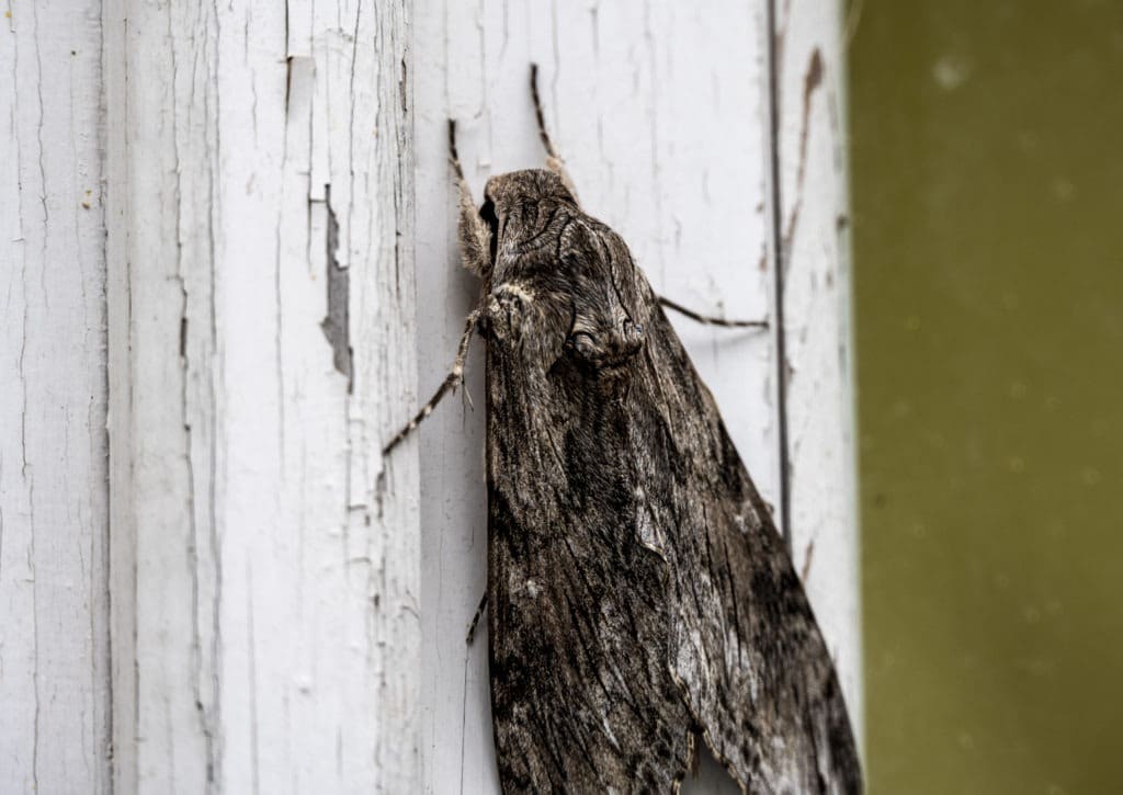 Gray moth on the wall.