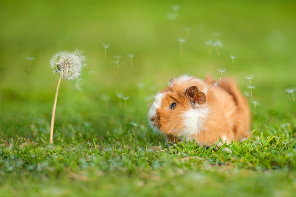 Guinea pig and dandelion with blowing seeds in the wind.