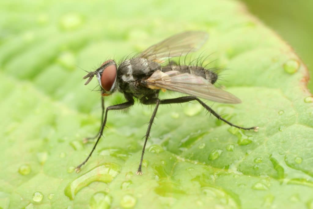 Housefly on wet leaf.