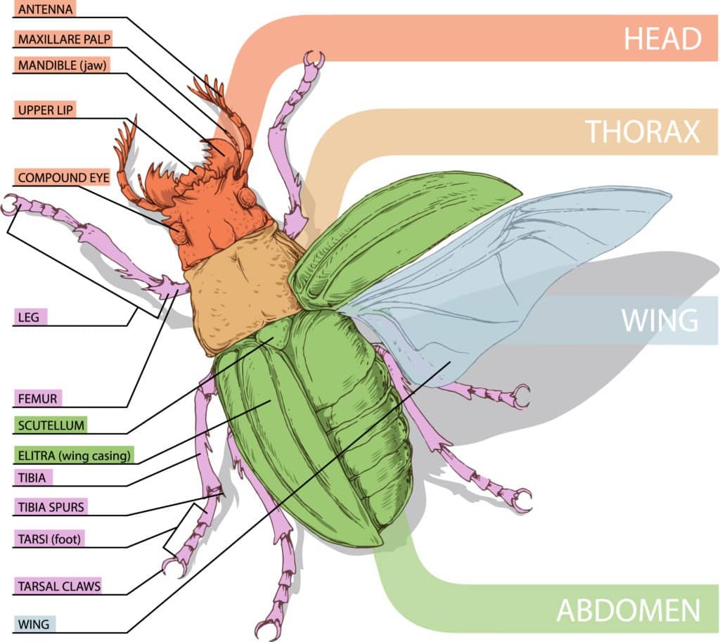 Anatomy of a insect.