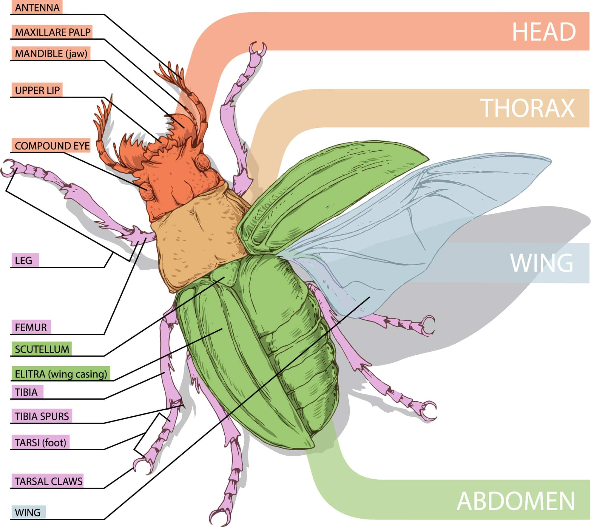 Are Shrimps or Lobsters Insects? (+ Interesting Facts)