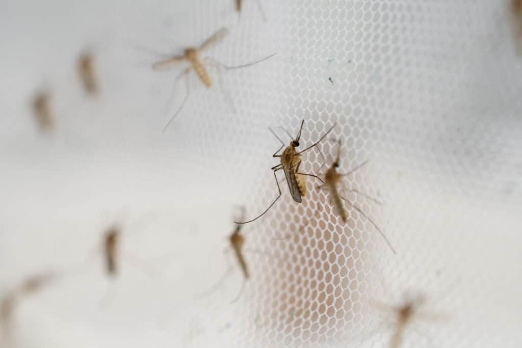 Mosquito on insect net close up..