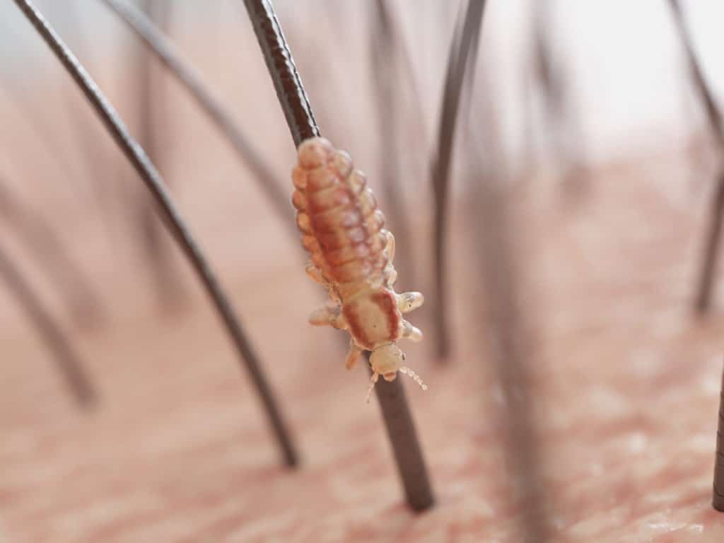 3d rendered illustration of a head louse.