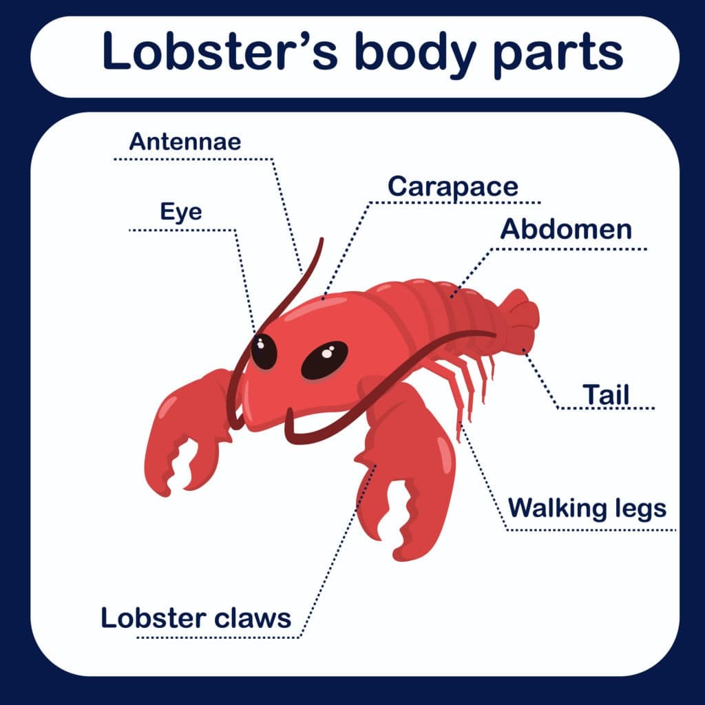 Anatomy of a lobster.