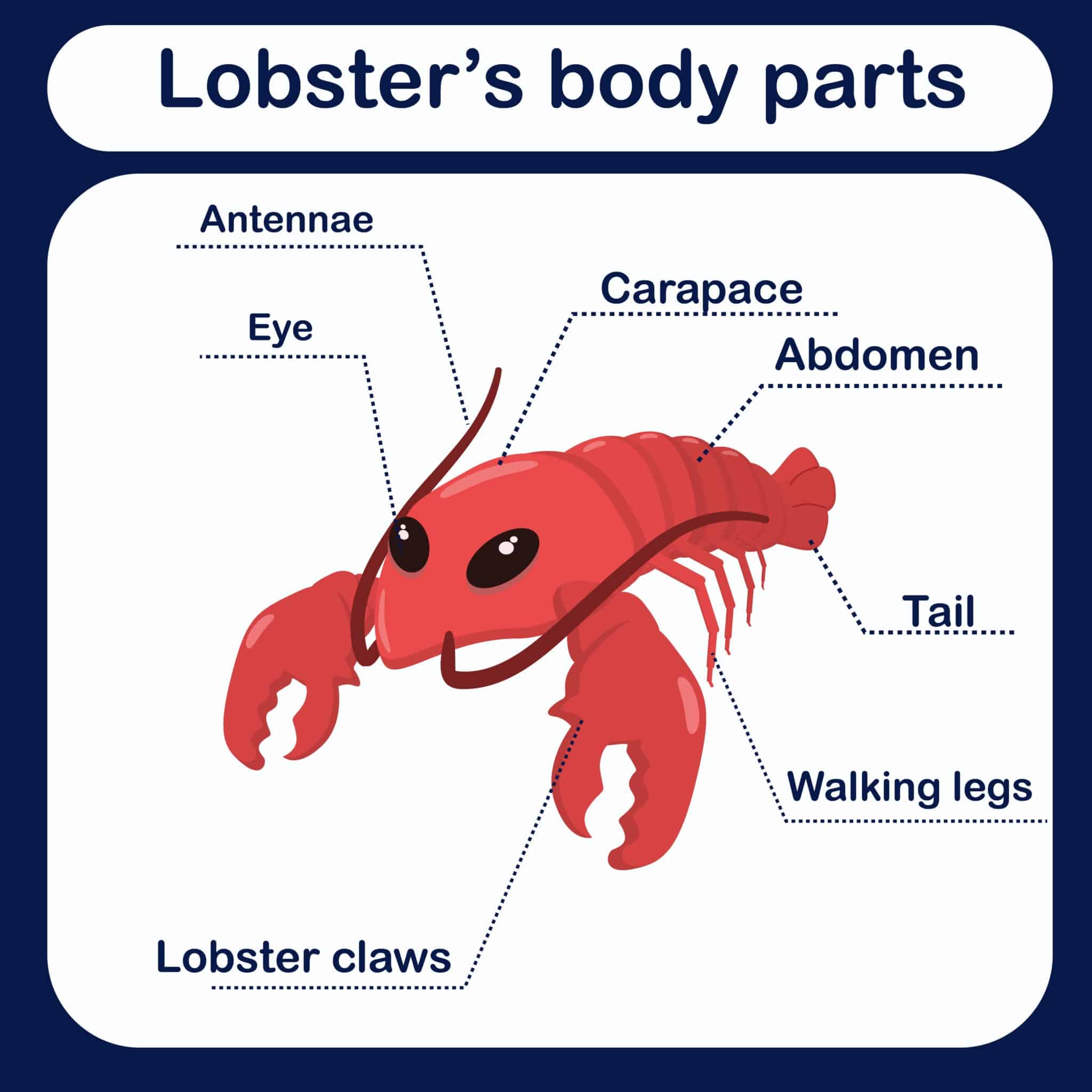 Are Shrimps or Lobsters Insects? (+ Interesting Facts)