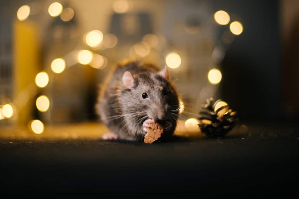 Close-up of one rat eats in room with bright garlands.