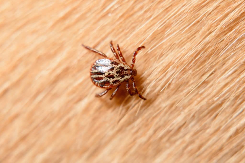 Forest mite, tick on dog hair.