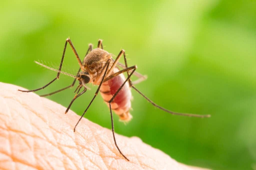 Close up a Mosquito sucking human blood,