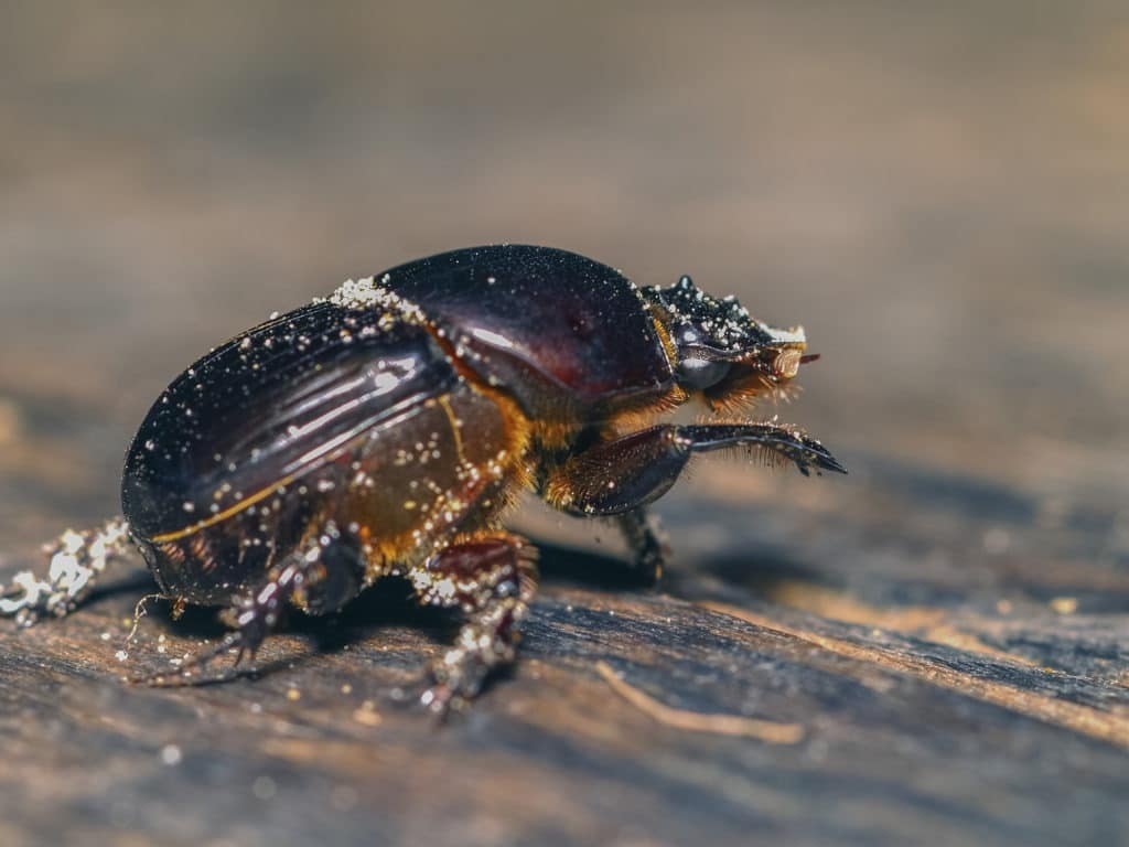 Macro pleocomidae rain beetle.
