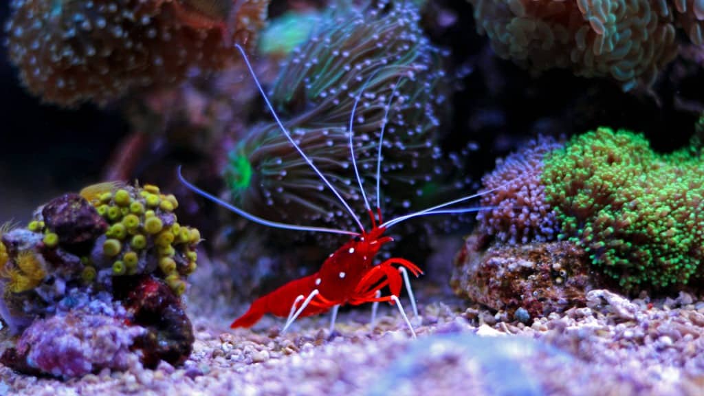 Lysmata Debelius - Red Fire Shrimp.