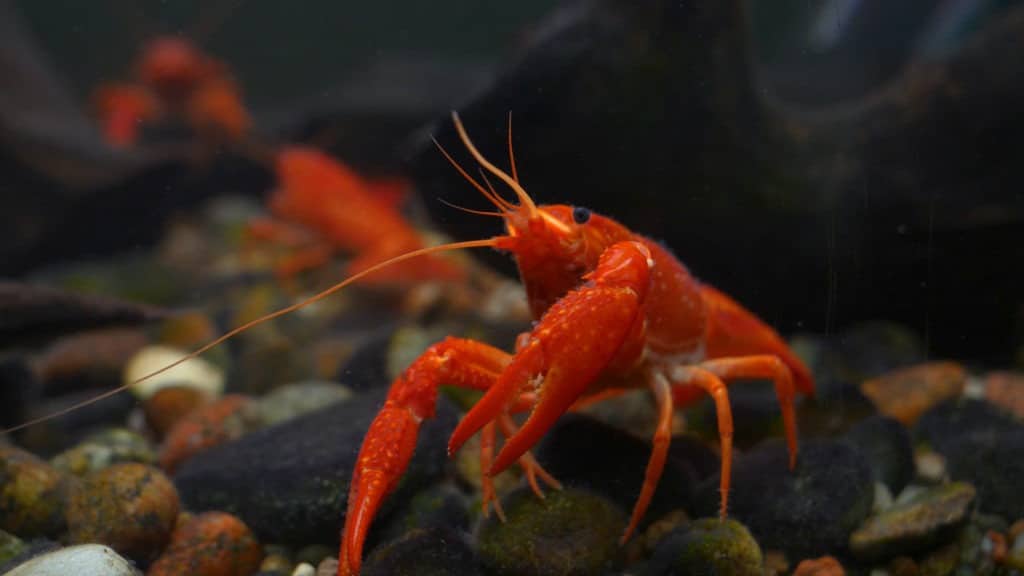 Red, orange, brown and yellow lobster walking on rocks.