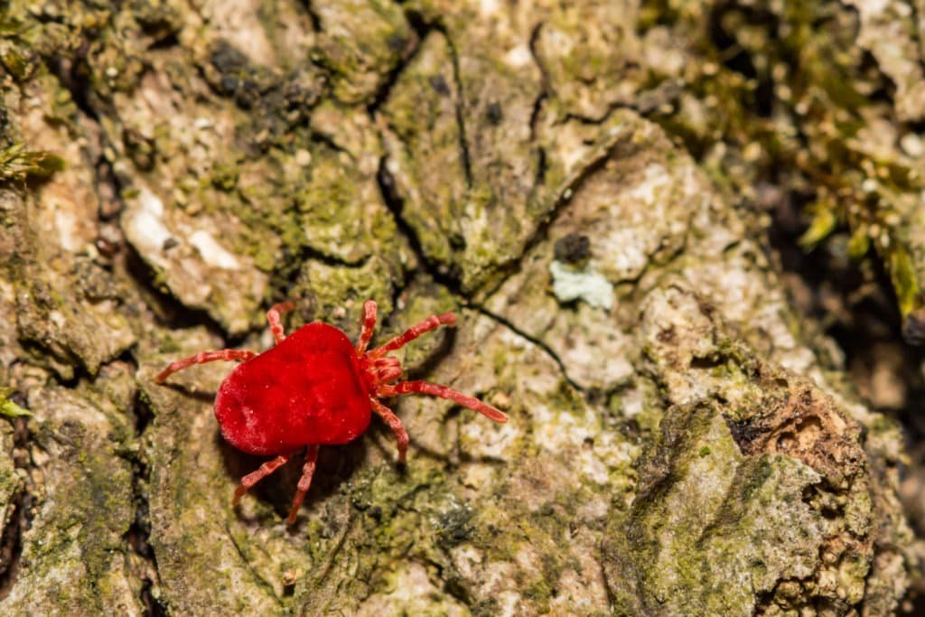 Red velvet (trombidium holosericeum) mite.