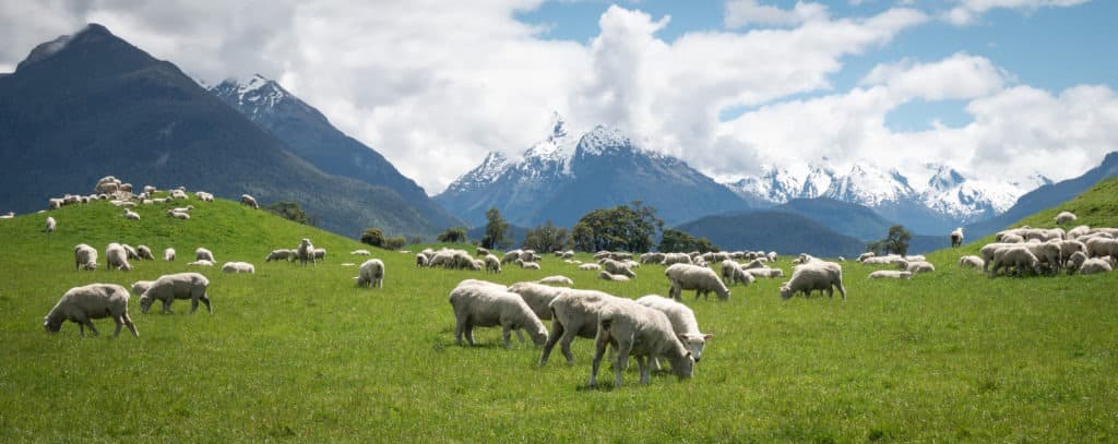 Panoramic shot of herd of notail sheep grazing on the green meadows with mountains in backdrop, shot in Glenorchy, New Zealand.