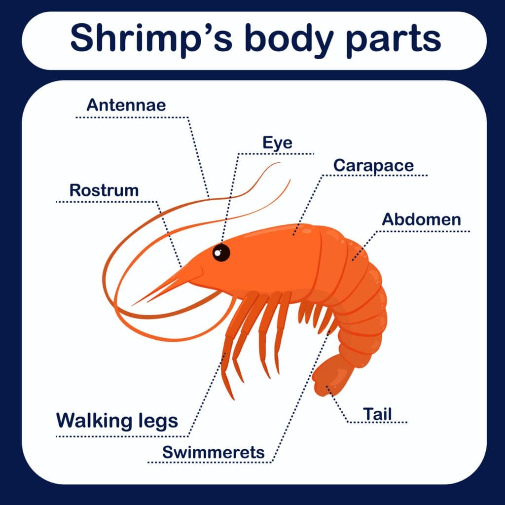 Anatomy of a shrmp.