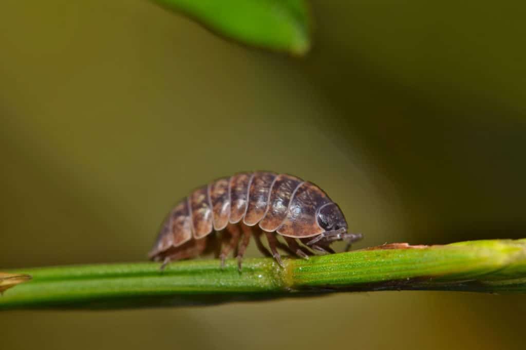 Sowbug walking on a plant stem.