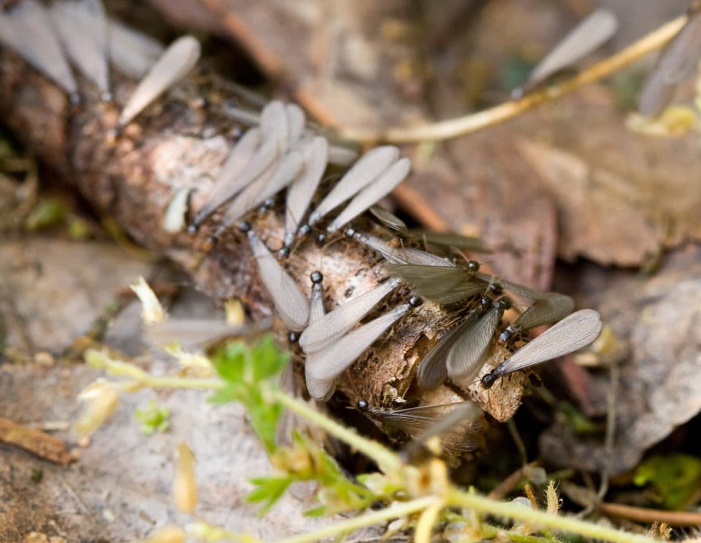 Swarming subterranean termites.