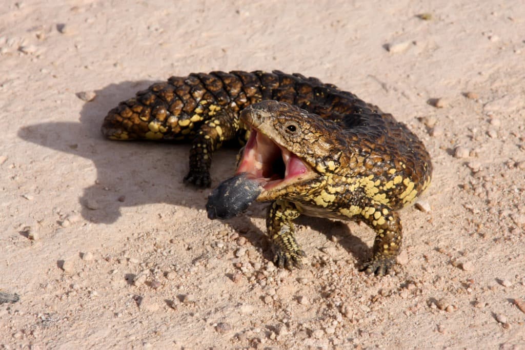 Blue-tongued skink, Tiliqua rugosa, Ausatralia.