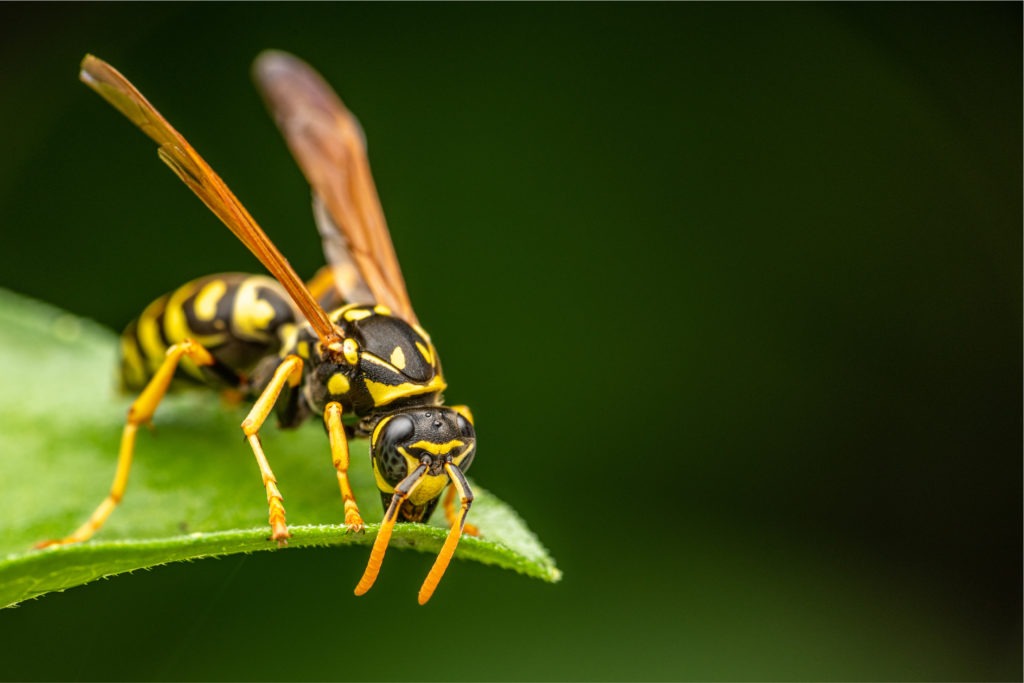 Wasp macro.