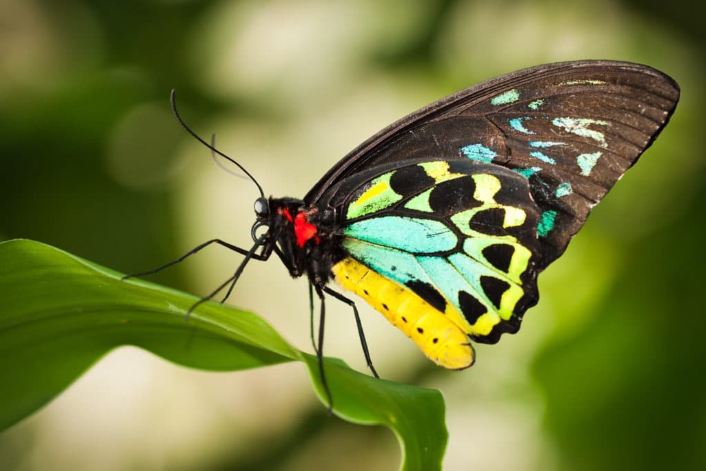 Birdwing butterfly (Ornithoptera euphorion) on a leaf.