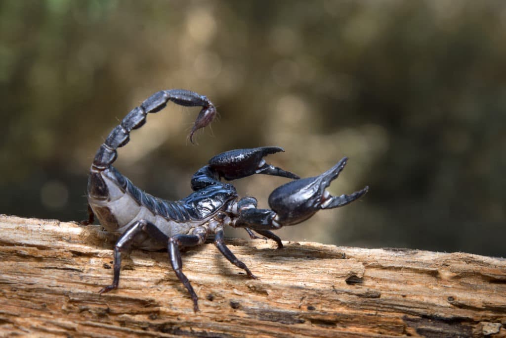 Scorpion on a log.